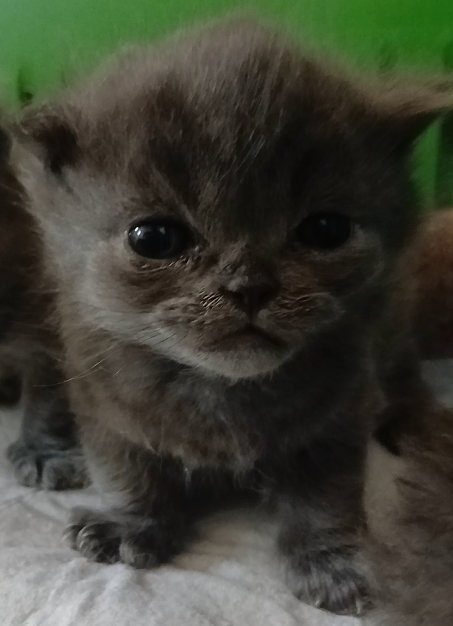 Felix 