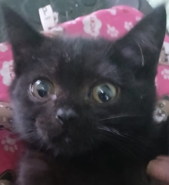 Lolita