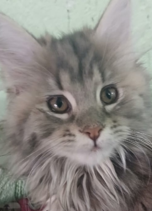 Lua