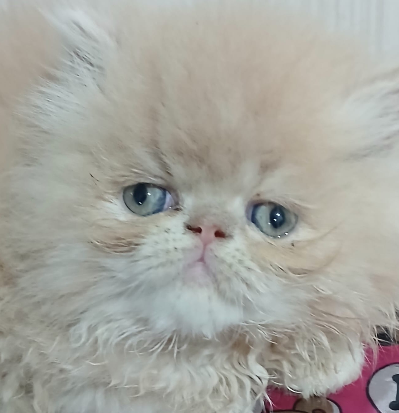 Marcel
