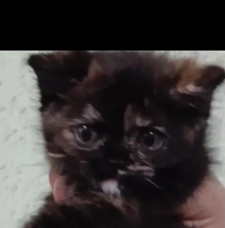 Nala