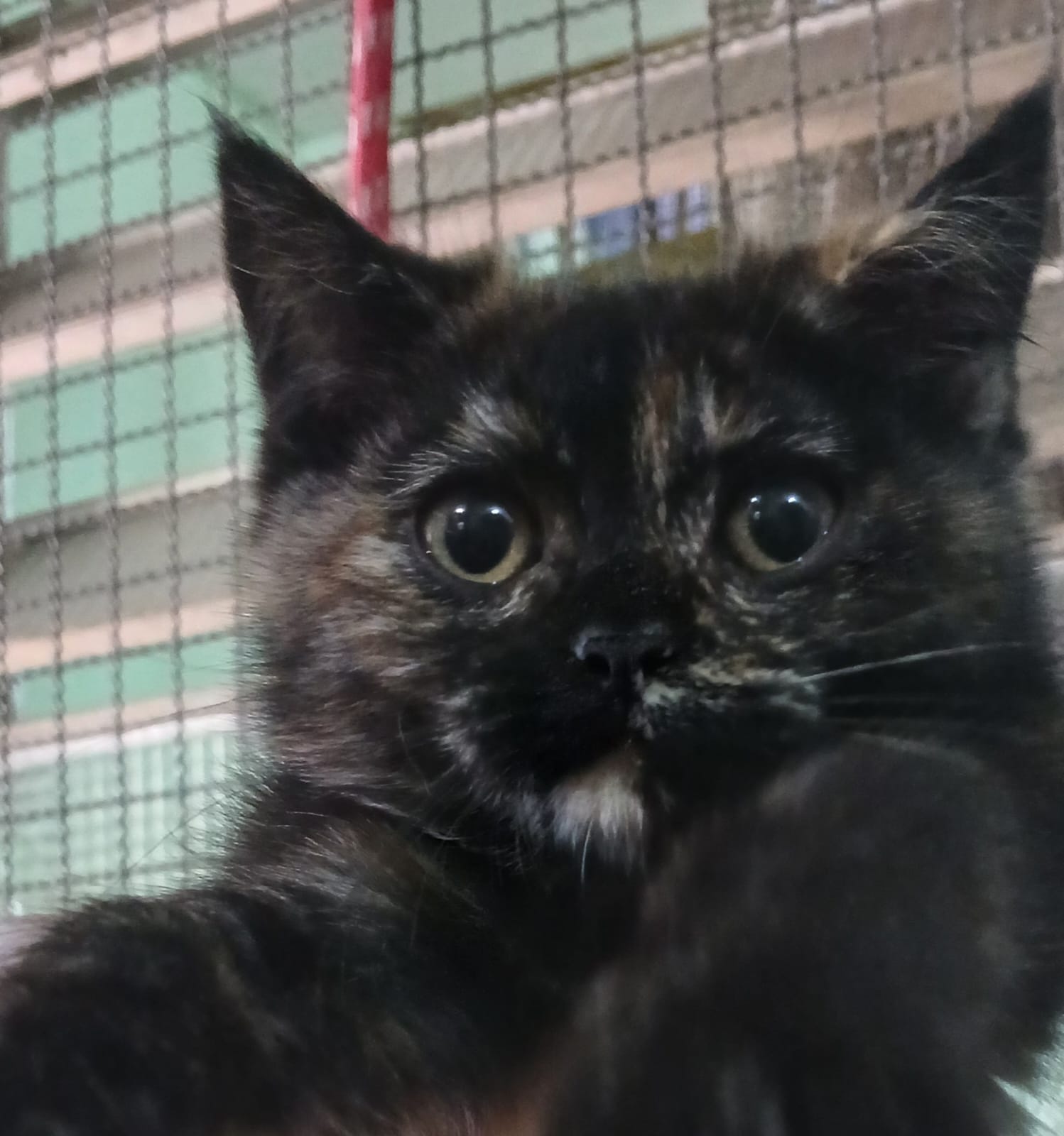 Nala