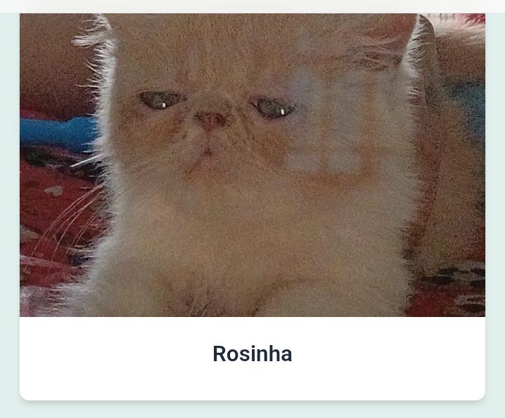 Rosa