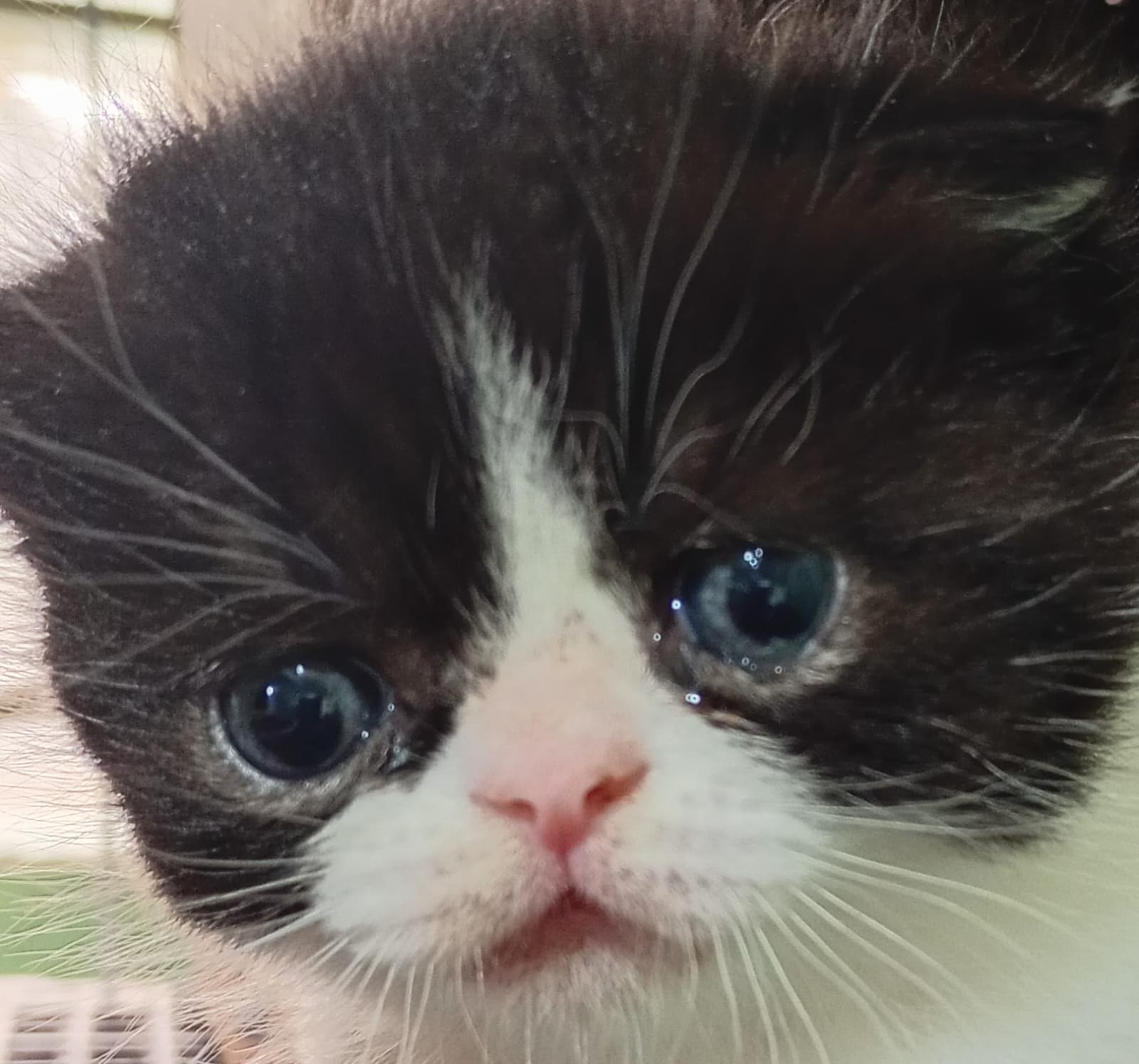 Tom